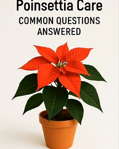 Struggling to keep your poinsettia thriving this season? 🌺 Most people don’t realize how simple the fixes really are. From light issues to watering mistakes, this guide answers the most common poinsettia questions so you can enjoy yours long after the holidays. ➡️ Full article linked in the comments! ##PoinsettiaCare #HolidayPlants #PlantTips #gardeningchannel | Vegetable Gardening