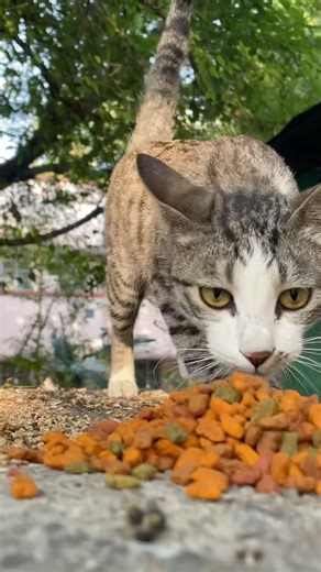 feeding time #youtubeshorts #13million #catfeeding #cute