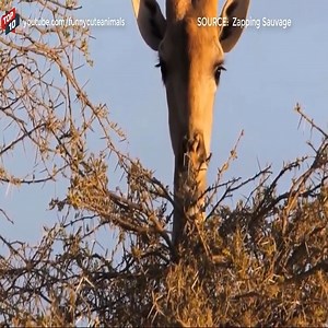 Top Giraffe Vs Lion Moments | Interesting Animal