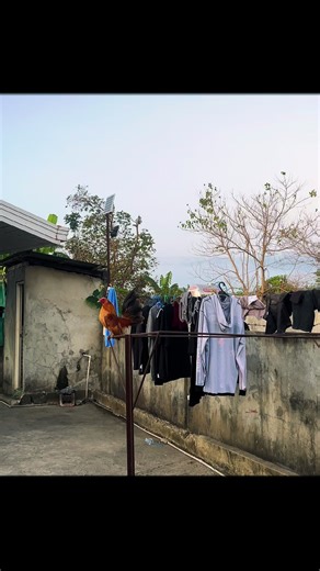 Good morning manga ka bantam #microbantam #bantam #bantamchicken #seramabantam