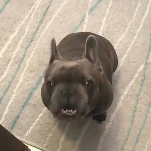 is angery bullfroggo? | Dang, Doggo