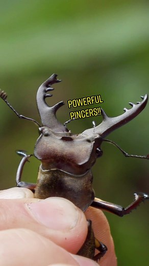 Discovering The Fascinating World of Insects: Understanding Their Unique Features