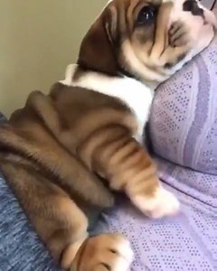 cute puppy 😍😍😍 | Baby Bulldog