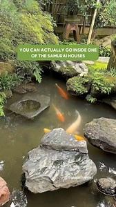 Visiting a Samurai House in Japan Located in Kanazawa's impeccably preserved samurai district, the Nomura Samurai Residence once belonged to the wealthy Nomura samurai family. This restored house now features a charming tea room where I highly recommend savoring tea while relishing the view of the Japanese garden from above. Inside, you'll also see a captivating array of heirloom antiques and historical artifacts, including an armor suit and samurai swords, offering a vivid glimpse into Japan's 