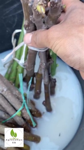 Enraizantes a base de leguminosas. 100% Natural y efectivo. #enraizante #agroecology #farming