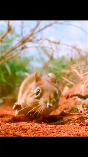 26K views · 682 reactions | The World of Elephant shrew | Wondersofjungle | Facebook