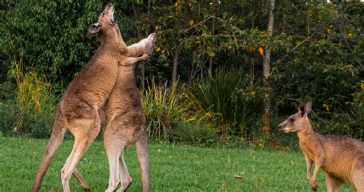Watch what happens when two kangaroos box for dominance