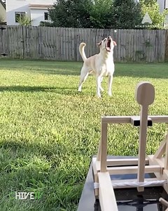 91K views · 189 reactions | DEPLOY THE TREATS! . . . . . . #ChiveTV #AtmosphereTV #Doggo #Dogapult | CHIVE TV | Facebook