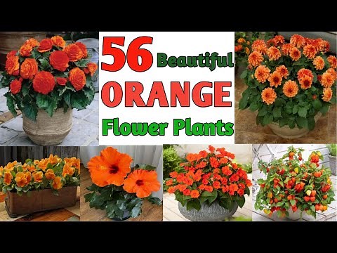 56 Best Orange Flower Plants | Orange Flower Plant Types with Identification | Plant and Planting