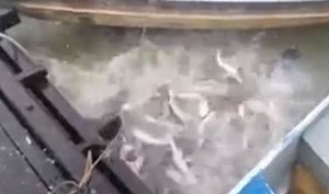 Feeding piranhas in a river in Brazil