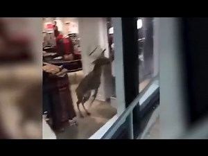 Stuck Deer Jumps Through Storefront Window [RAW VIDEO]