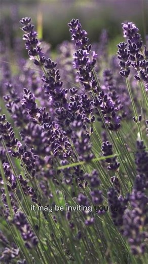 The Spiritual Meaning of Lavender