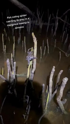 RoostersWorldja on TikTok