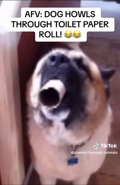 AFV; nominee “hollow tube howler” akita dog howls through toilet paper tube and makes a funny noise on America’s Funniest Home Videos #americasfunniesthomevideos #americasfunniestvideos #americasfunnestvideos #funniesthomevideos #afv #funniestpetsandpeople #theplanetsfunniestanimals #planetsfunniestanimals #worldsfunniestanimals #funnyanimal #funnyanimals #funny #funnydog #funnydogs #funnydogsontiktok #funnydogsoftiktok #dogsoftiktok #fyp #fy #worldsfunniestvideos #akita #akitadog #howl #doghowl