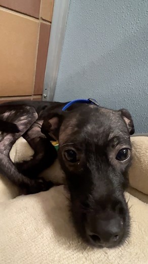 How cute is little seven-month-old Schnauzer mix Papo (#PR00359)? Bama (#G23235), a nine-month-old Pit Bull Terrier mix is up and ready to go! Nine-year-old German Shorthaired Pointer mix Gorgeous Gus (#NCR3212) is comfortably waiting for his new home. Don’t forget, because these great dogs are over 6 months old, they’re free! This special is for cats 6 months and older too! Speaking of cats, we met some great ones in BFF this morning! Adopt your new best friend at out Port Washington, NY adopti