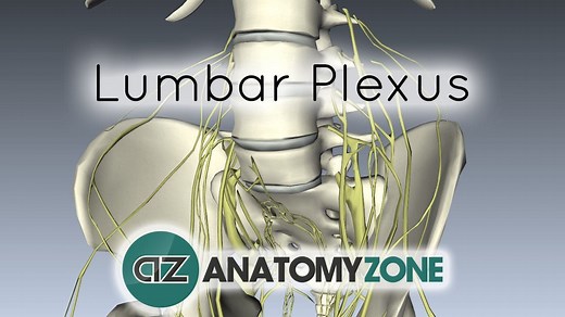 Lumbar Plexus - 3D Models, Video Tutorials & Notes | AnatomyZone