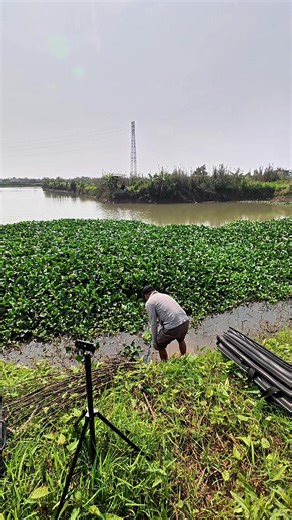 Khám Phá Ao Bèo Vỡ Tại Long Pha Quế