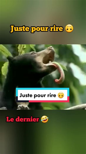 Juste pour rire. #humour #animal #foryou #drole #animaux_rigolos