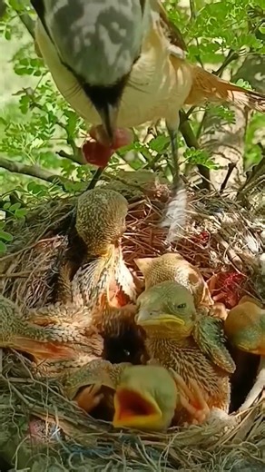 P#863 | Review mother bird feeding her chicks in the nest | the babies bird are adorable! | Parent birds brings food to feed their babies #birdwatching #birdlovers #birdsofinstagram #birdphotography #birds #birdlife #reviewbirdnest #birdlife #motherbird | Luck16