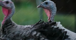 Narragansett turkeys gobbling and strutting around in their enclosure at an off-grid farm in California. Stock Video