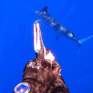 164K views · 1.3K reactions | Wahoo/blue marlin @teamseamonkeys #spearfishing_reviews | Spearfishing Reviews | Facebook