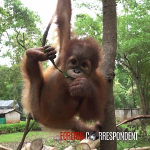 67K views · 515 reactions | Baby orangutans are being torn away from their homes to be sold abroad - but some warriors trying to help save the great apes from extinction. #TheBabyTrade  | ABC News | Facebook