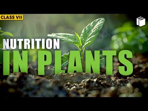 Nutrition in Plants (Introduction) | Chapter 1 | Class 7 | PuStack