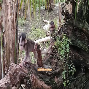 baby monkey bitten by thousands of black ants | MiMi Monkey
