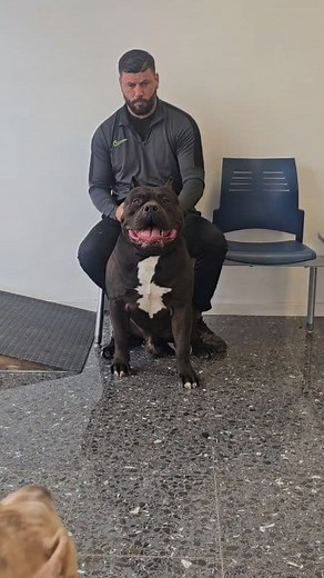 🔥XXL LUXOR BULLYS AVENTADOR 🔥 When DarkDynastyK9s meets Big Gemini Kennels you don’t get an ordinary Bully.. You get a gorilla on four legs – around 65 kilos of pure mass and pure presence‼️ A dog with character, with structure, with a kind of aura you simply cannot train. Genetics that cannot be copied🔥 But power alone isn’t enough. This male is fully health tested – hips, elbows and spine – all checked, all clear. And behind all that strength lies a gentle, balanced temperament that proves 