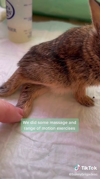 Remedies for Paralyzed Rabbit Legs