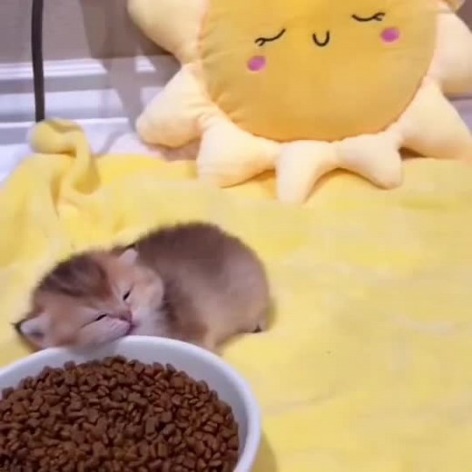 So cute cats