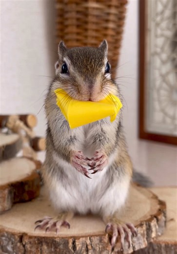 毎日このはさんとのやりとりが楽し過ぎて癒されてます🐿️💕 最後はまぁ、よくあることです😂 シマリスと一緒に快適に暮らす日常♡ #シマリス #ペット #chipmunk #シマリスと暮らす