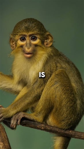 Howler Monkeys Are Louder Than Rock Concerts unbelievable fact #animalfacts #monkey