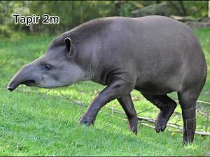 Zoo Animals Size Comparison