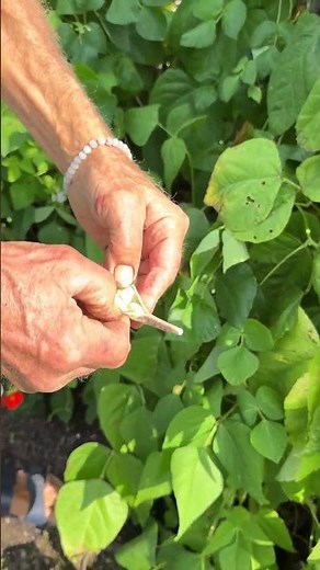 Summer Beans for Winter Food