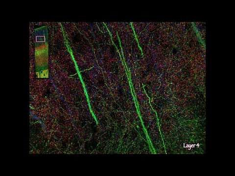 Visualizing the brain as a universe of synapses