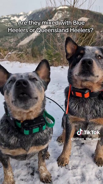 Understanding Mini Heelers: Australian Cattle Dog Insights