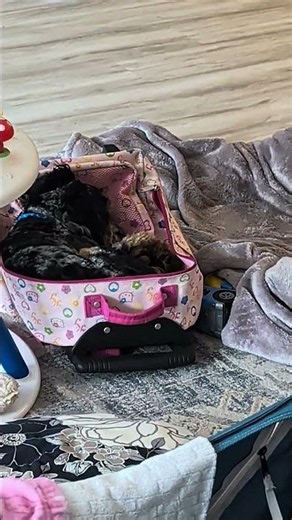 Funny Cavapoo Puppy Sleeps In Toddler Suitcase