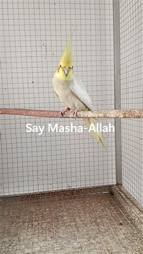 Emerald Cockatiel Parrot Male 💚 | Rare Mutation