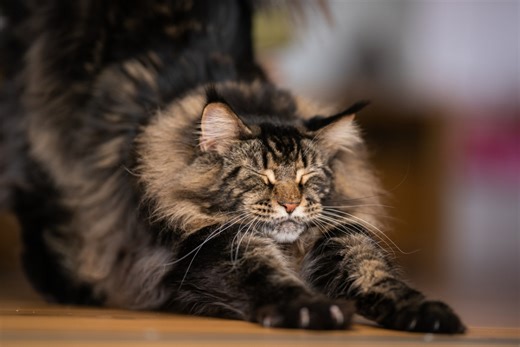 Are Maine Coon Good Pets? What Vets Say to Consider First