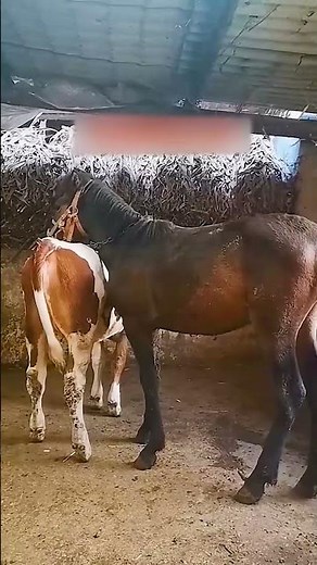 Raising Horses Every Day – Simple Country Life 171