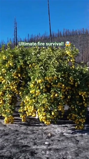 🍋 Unbelievable! Vibrant tree explodes with ULTIMATE life after devastating fire! #hope #nature #fyp