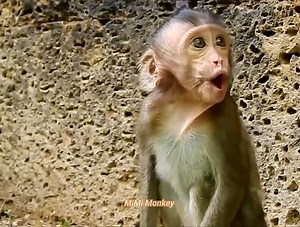 135K views · 3K reactions | Rescue orphan baby Lizza to avoid dogs attack her, Orphan Lizza cry and very scare dogs | MiMi Monkey | Facebook