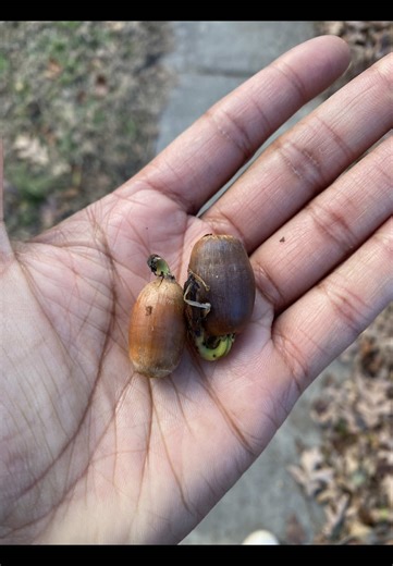 Study: Integrated pest management