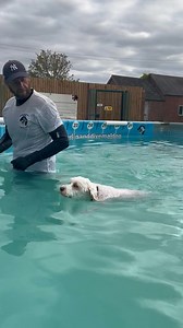 Cockapoo Mollys first time swimming 🐾💕💦🇬🇧 | Canine Dip and Dive Maldon