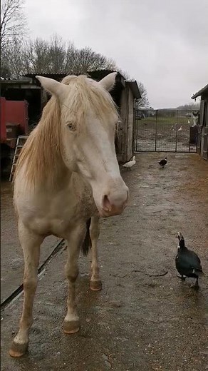 L'air intelligent des juments en chaleurs... ou pas 😅😂