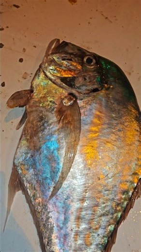 Operculum Bigeye Trevally Fish In Gulf country