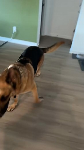 1.4K views · 13 reactions | Always thirsty - 7493928557081562398 #foryou #mavericksquad #maverickthegsd #fyp #tiktoksh... | Boden Hardy | Facebook