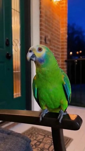 3.1K views · 14 reactions | Ever wondered how parrots can speak? The science behind their amazing mimicry. #fypviralシ #soraai #trending #Sora2 #AI #videoviralシ #viralreels | SoraFusion | Facebook