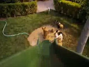 Beverly Hills Chihuahua 2 1st Puppies Scene